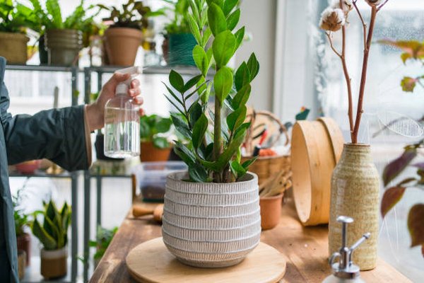 Offrir un arbre : un acte symbolique pour un avenir meilleur