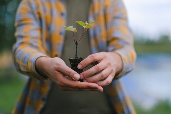 Pourquoi planter un arbre est un geste essentiel pour demain