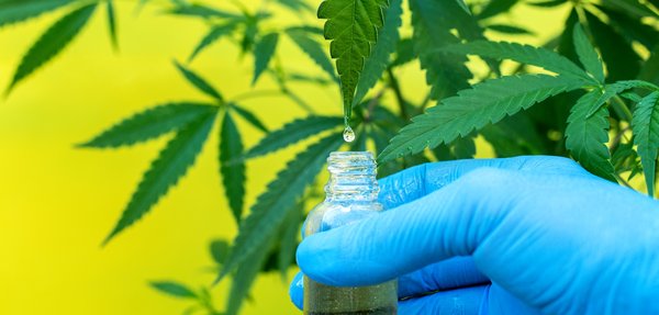 Découvrez comment la résine de chanvre soulage vos douleurs articulaires